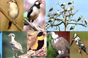 Click for Koshi Tappu Wildlife Reserve