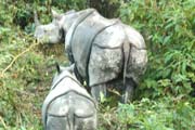 Click for Royal Chitwan National Park